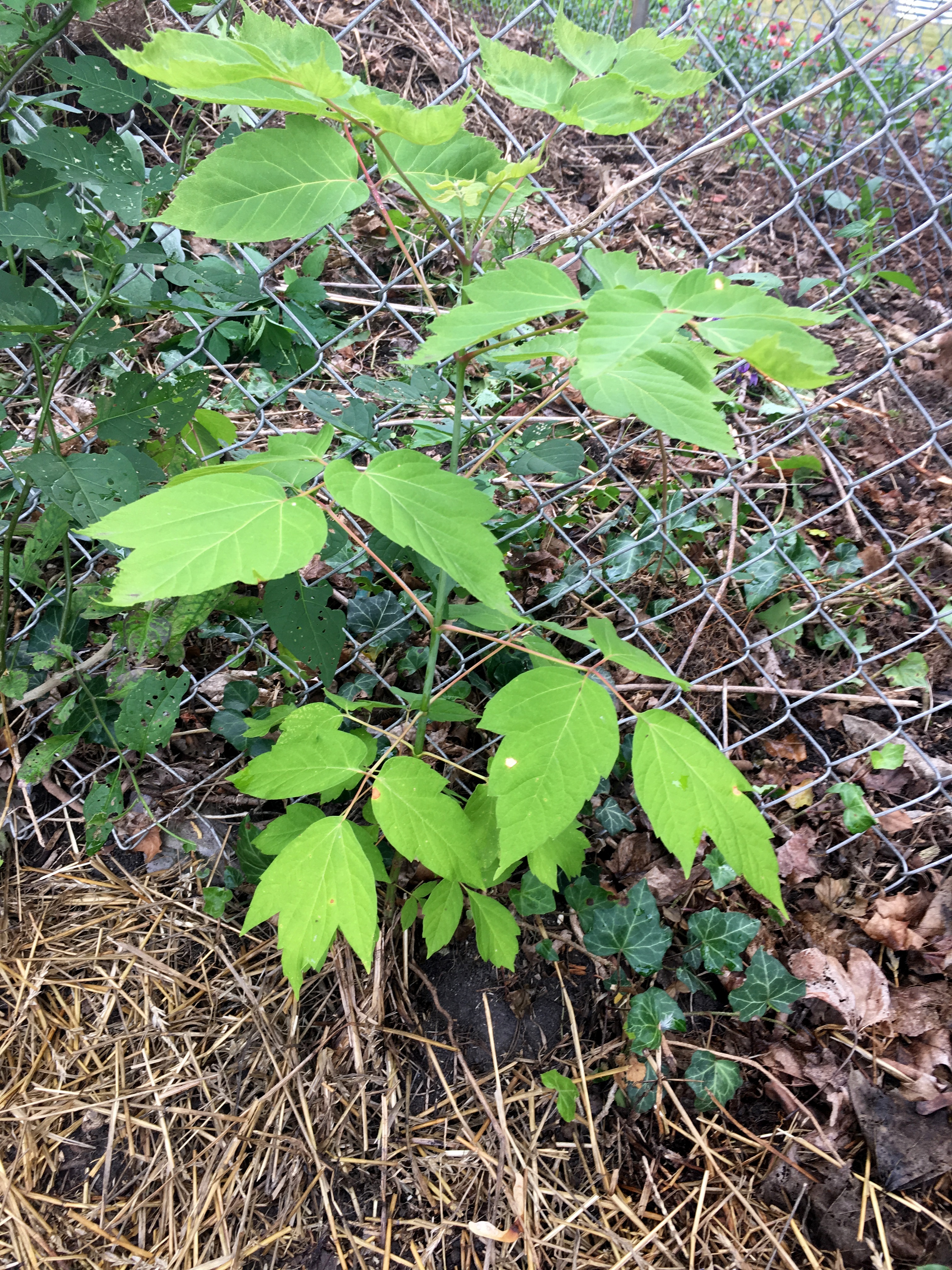 Figure 10 Boxelder seedling